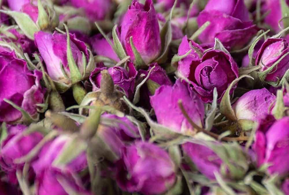 غنچه خوش عطر گل محمدی 4